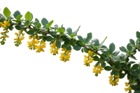 Berberina